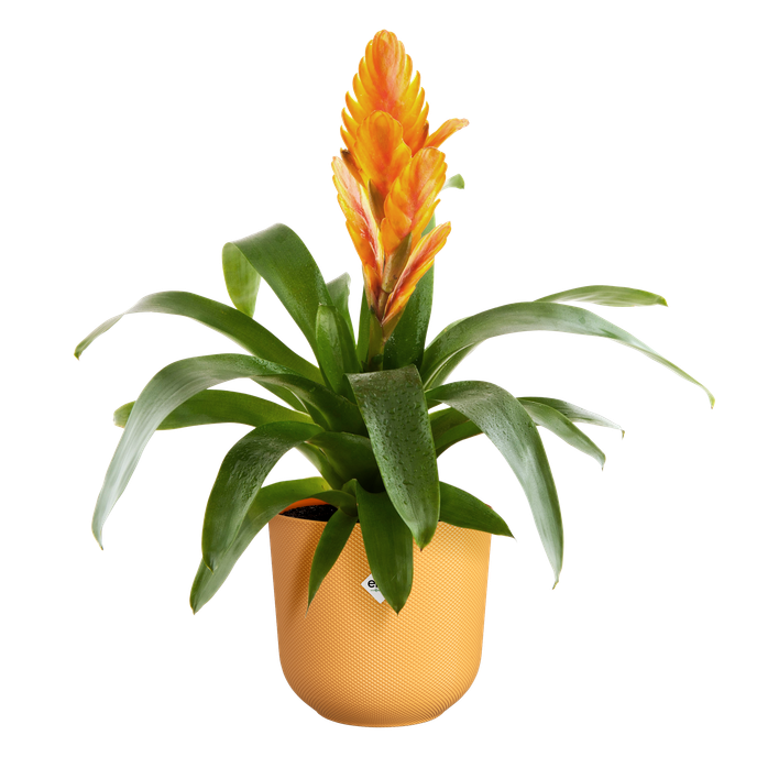 jazz rond 16cm jaune ambré